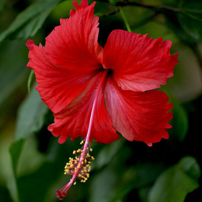 The Flower That Never Asks for Attention